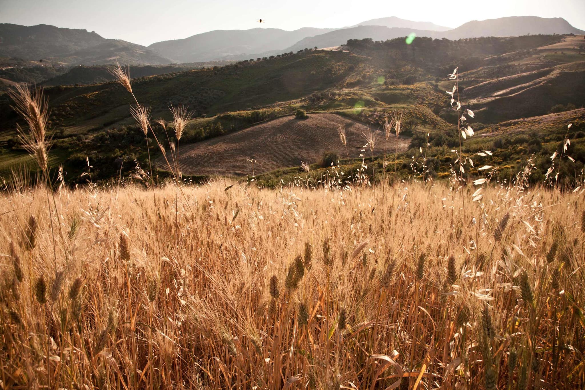 Casale Vecchio - Image 37