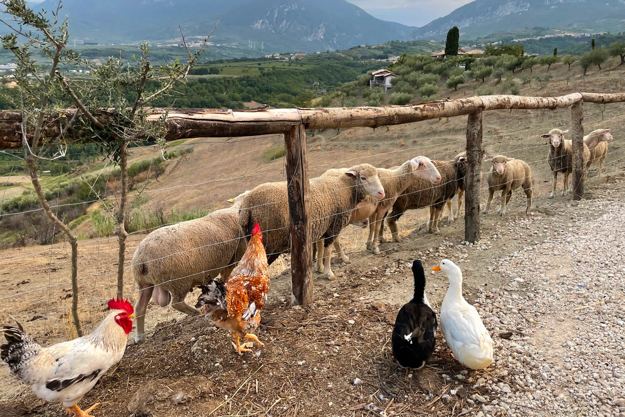 Casale Vecchio - Image 52